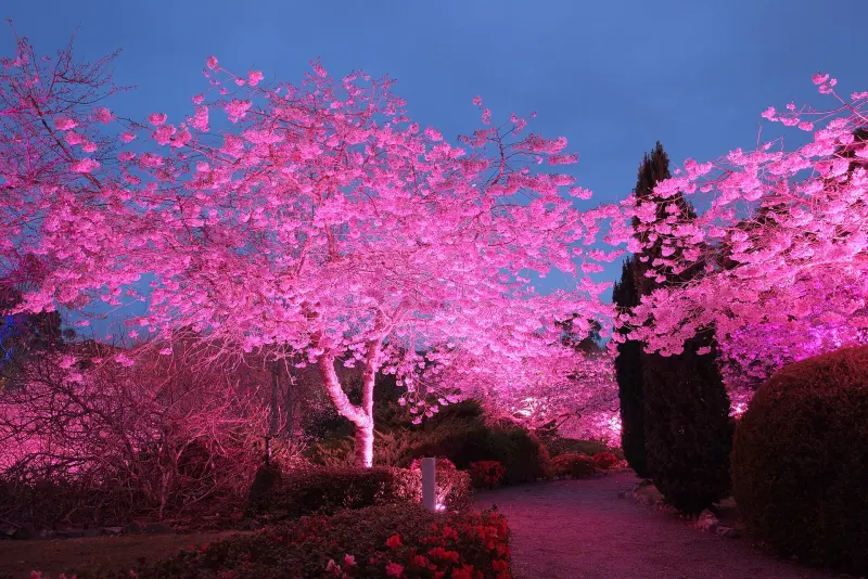 Cherry trees lit up pink in the evening at Aston Norwood Gardens