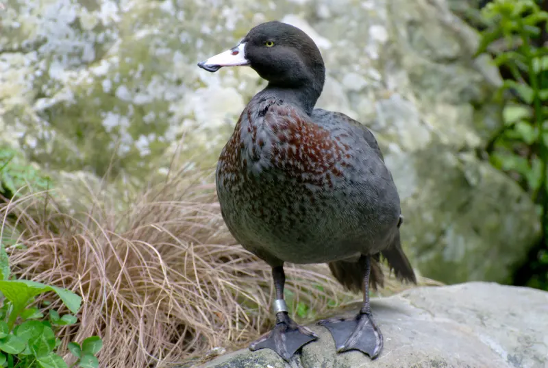 Whio (blue duck) at Staglands Wildlife Reserve